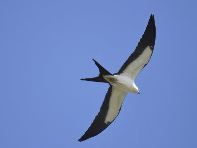 swallow-tailed kite BRD7156.JPG