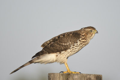 cooper's hawk BRD7725.JPG