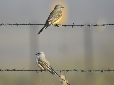 western kingbird BRD7866.JPG