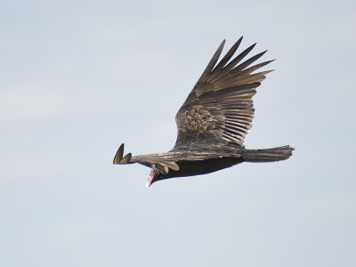 turkey vulture BRD7965.JPG
