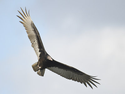 turkey vulture BRD8110.JPG