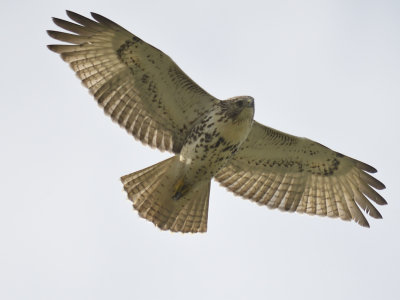 red-tailed hawk BRD8444.JPG