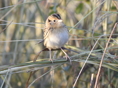 leconte's sparrow BRD9529.JPG