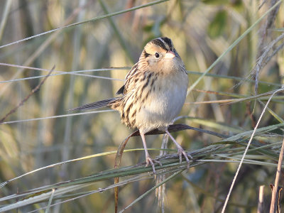 leconte's sparrow BRD9533.JPG