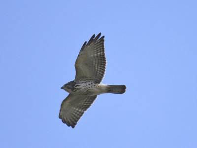 broad-winged hawk BRD8668.JPG