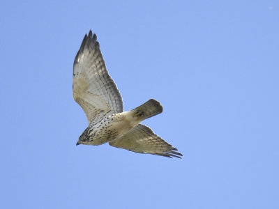 broad-winged hawk BRD8677.JPG