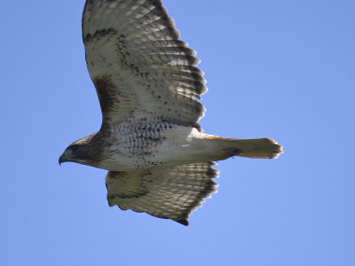 red-tailed hawk BRD8965.JPG