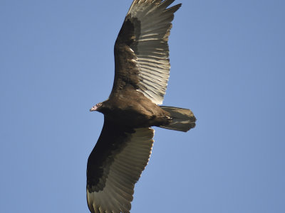 turkey vulture BRD9036.JPG