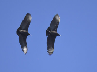 black vulture BRD9494.JPG