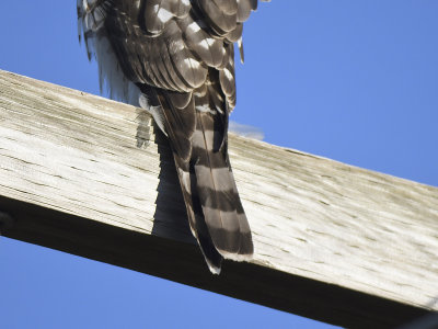 cooper's hawk BRD9156.JPG