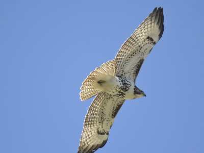 red-tailed hawk BRD9358.JPG