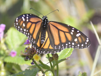 monarch butterfly BRD9774.JPG