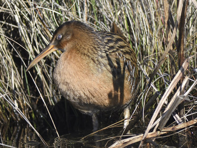 king rail BRD0261.JPG