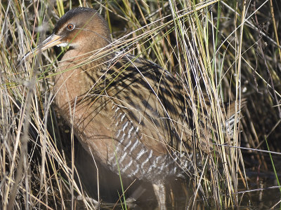 king rail BRD0285.JPG