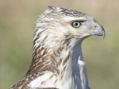 red-tailed hawk BRD0315.JPG