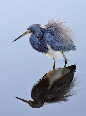 IMG_1749b Tri-colored Heron.jpg