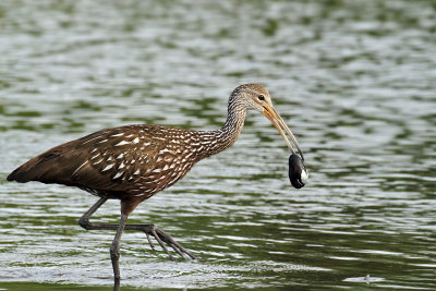 IMG_5282a Limpkin.jpg