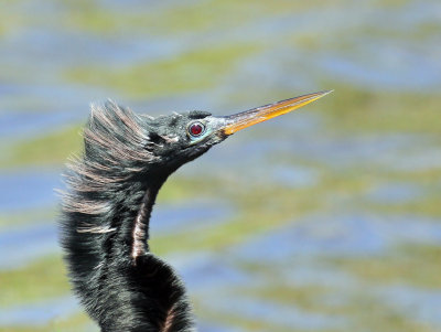 IMG_2964a Anhinga.jpg