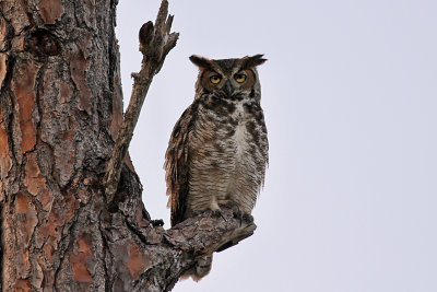 IMG_3622a Great Horned Owl.jpg