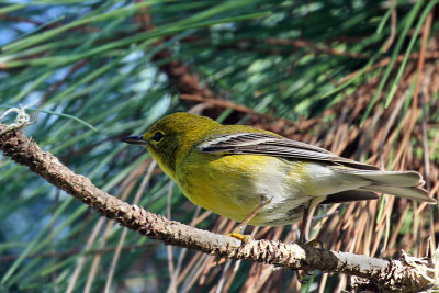 IMG_4507a Pine Warbler.jpg