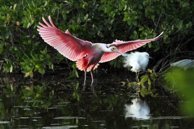 IMG_9486a Roseate Spoonbill.jpg