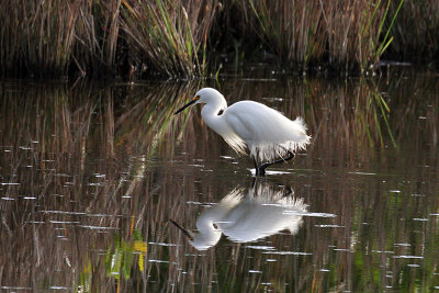 IMG_8664a Snowy Egret.jpg