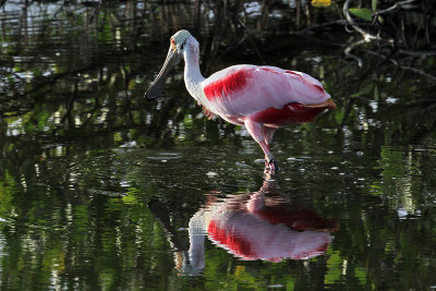 IMG_9634a Roseate Spoonbill.jpg