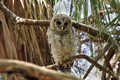 IMG_7396a Barred Owl.jpg