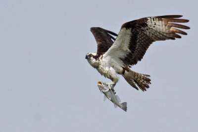 IMG_8945a Osprey.jpg