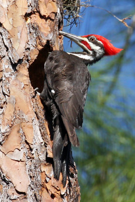 IMG_5851a Pileated Woodpecker.jpg