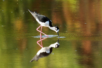 IMG_8744a Black-necked Stilt.jpg