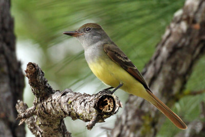 IMG_9351a Great-crested Flycatcher.jpg