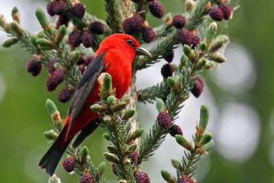 IMG_5335a Scarlet Tanager.jpg