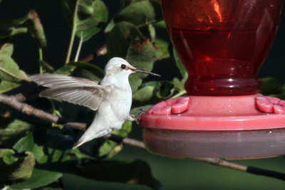 IMG_0041a Ruby-throated Hummingbird.jpg
