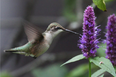 IMG_0290a Ruby-throated Hummingbird.jpg