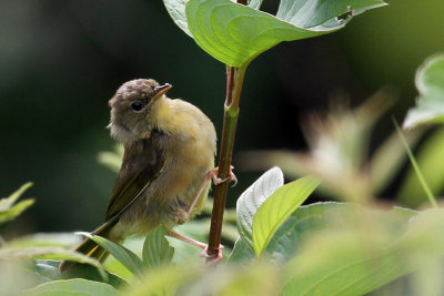 IMG_6360a Common Yellowthroat .jpg