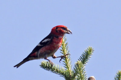 IMG_5184a White-winged Crossbill male.jpg