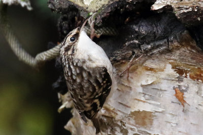 3F8A9155a Brown Creeper .jpg