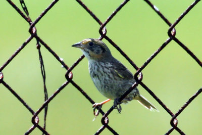 IMG_2377a Saltmarsh  Sharp-tailed Sparrow.jpg