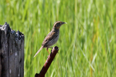 IMG_2533a Nelsons Sharp-tailed Sparrow.jpg
