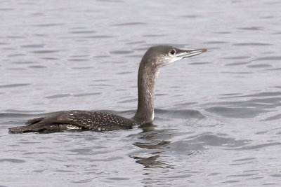 3F8A6217a Red-throated Loon .jpg