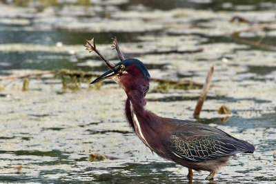 3F8A6547a Green Heron .jpg