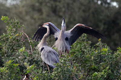 3F8A3861a Great Blue Heron.jpg