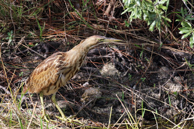 3F8A7840a American Bittern .jpg