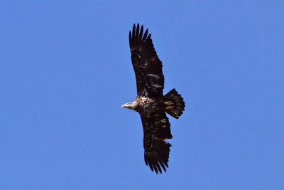 IMG_0849a Bald Eagle.jpg