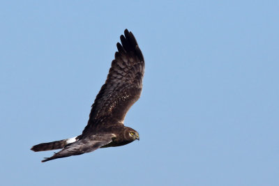 3F8A6013a Northern Harrier.jpg