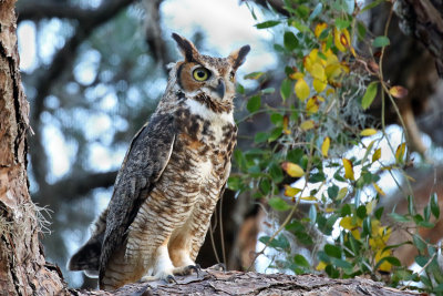 3F8A4932a Great-horned Owl.jpg