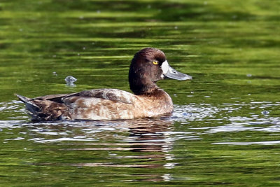 3F8A0541a Lesser Scaup female.jpg