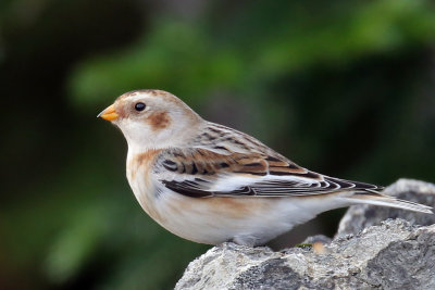 3F8A0576a Snow Bunting .jpg