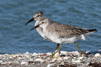 3F8A0806a Red Knot.jpg